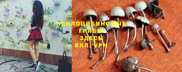 ГАЛЛЮЦИНОГЕННЫЕ ГРИБЫ Вязники