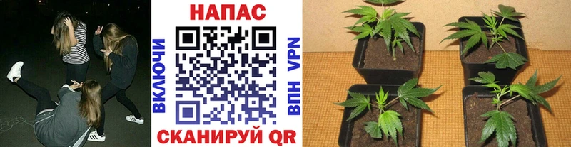 MEGA как войти  где купить   площадка формула  Бошки Шишки тримм  Егорьевск 